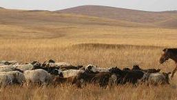 Kashmir: non è tutto uguale, e il made in Italy conferma una miglior qualità