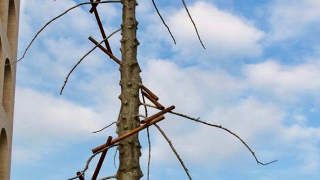 Omaggio a Dante: in piazza Signoria l'abete gigante di Penone