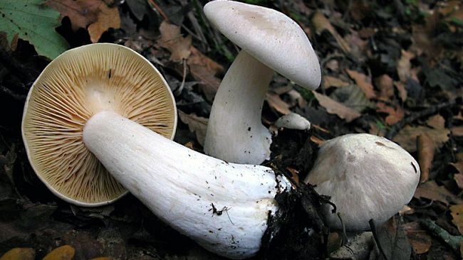 Intossicati dai funghi in Toscana: dieci consumatori al pronto soccorso