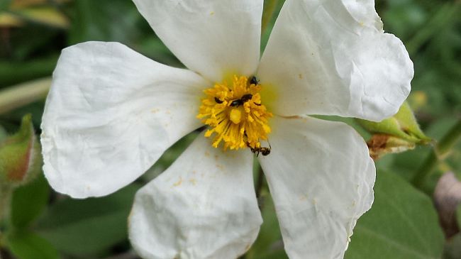 Realizzato il censimento della flora legnosa nativa ed esotica di tutta la Toscana
