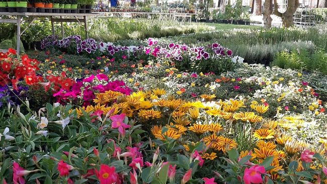 Fiorinfiera a Borgo San Lorenzo
