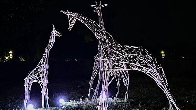 Le giraffe del Meyer illuminate di notte