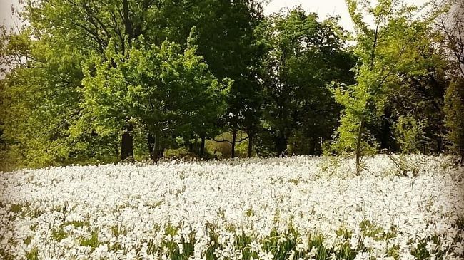 La Via Francigena d’acqua lungo le aree naturalistiche
