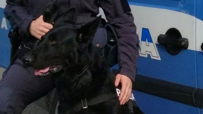 Cani antidroga Polizia: Okar va in pensione a casa di Giorgia, la sua conduttrice