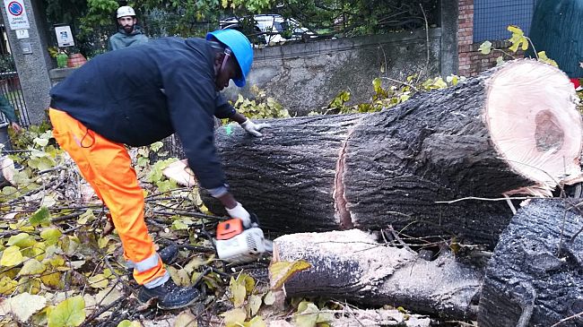 S, Casciano, potature e abbattimenti: ecco le zone