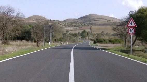 Cani e gatti investiti in strada, la strage continua