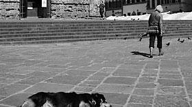 Stroncato dalla Forestale un traffico di cani dall'Europa dell'est