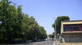 Dall’abbattimento dell’alberatura di viale Morgagni ad altre decine di alberi condannati a cadere grazie all'Alta Velocità