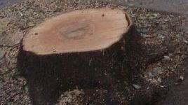 De Zordo: ''Ecco le alternative per salvare i pini di viale Torricelli''