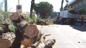 'Viale Redi, perché tagliare tutti e 52 i pini?'