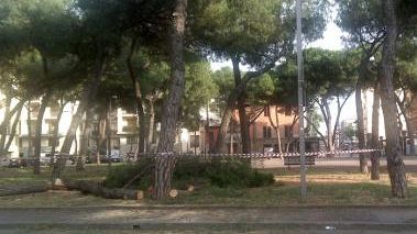 Cade un pino in piazza della Vittoria