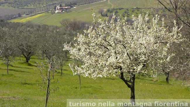 Pontassieve: i nuovi siti internet dei comuni della Montagna Fiorentina