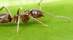 Biologia: l’arrivo in Europa di specie animali e vegetali invasive