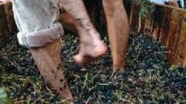 Uva Pesta tante la richiesta di partecipazione