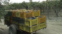 Vendemmia 2018: le ultime piogge hanno aiutato la produzione