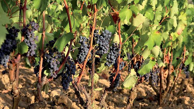 Buone le previsioni per la vendemmia 2010: nonostante il maltempo