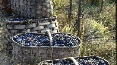 Vendemmia 2008: annata molto difficile per il Candia