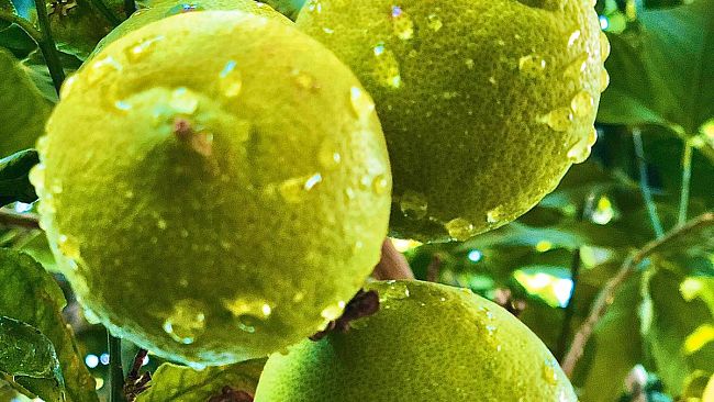 Giorni della Merla, i rimedi contadini contro l'influenza