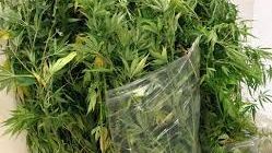 Spintona un agente per evitare il controllo: nello zaino un etto di marijuana