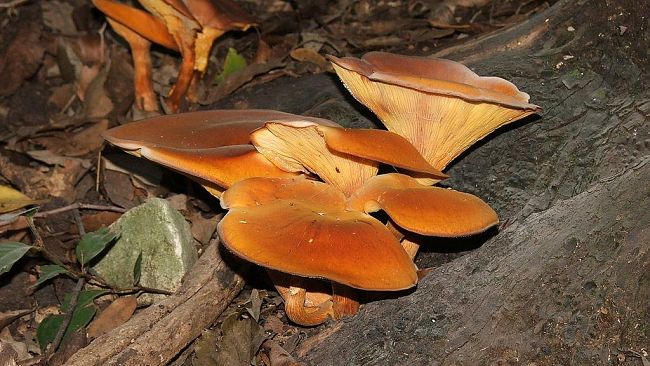 Morire per un fungo, ecco come evitare le intossicazioni