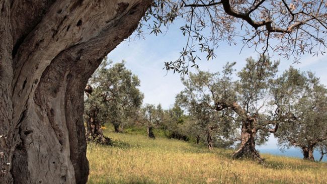 Domenica 28 ottobre la Camminata tra gli Olivi