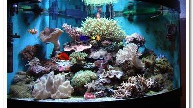 200.000 visitatori all'Acquario di Livorno