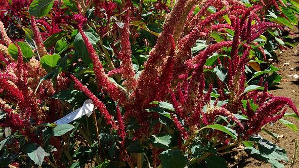 Accademia dei Georgofili: alla riscoperta dell’amaranto