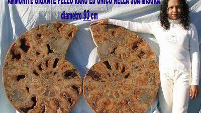 Nel magico mondo di conchiglie, minerali e fossili