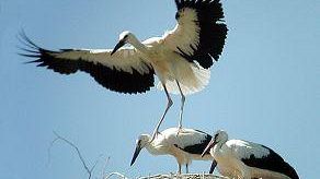 Birdwatching nel Padule di Fucecchio
