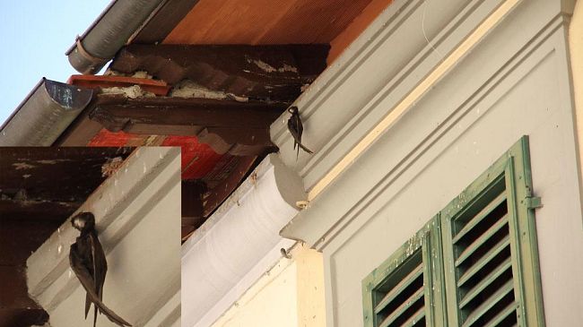 Firenze: i piccioni danno fastidio