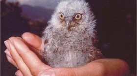 Libri: presentato il nuovo Atlante degli uccelli nidificanti di Firenze