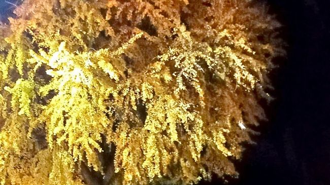 Viale Redi: al posto dei pini 106 piante di ginkgo biloba