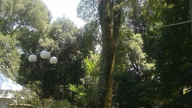 Legambiente: la “Festa degli Alberi”