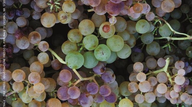 Enjoy Elba: primo magazine dedicato alle eccellenze elbane