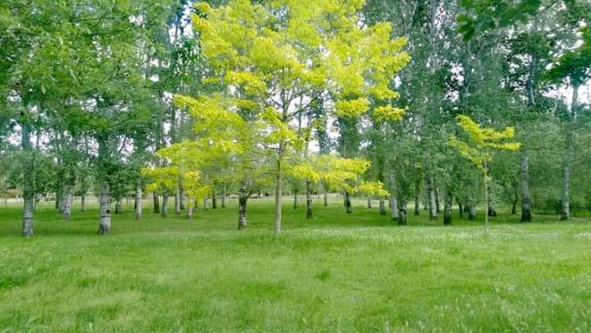 Firenze, un Piano del verde intercomunale