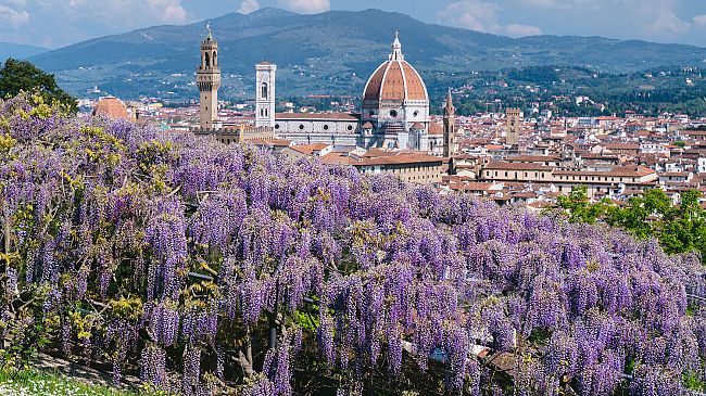 Riapre Villa Bardini, il glicine è ancora fiorito