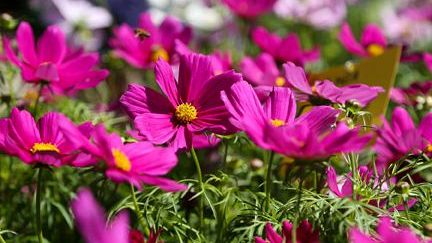 Firenze Flower show, conto alla rovescia