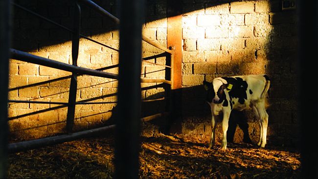 Il film documentario sulla cultura della carne all'Odeon in anteprima