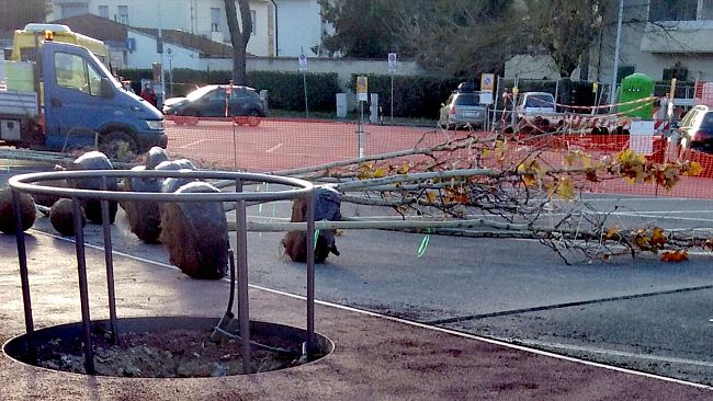 Galluzzo, arrivati gli alberi di piazza Puliti