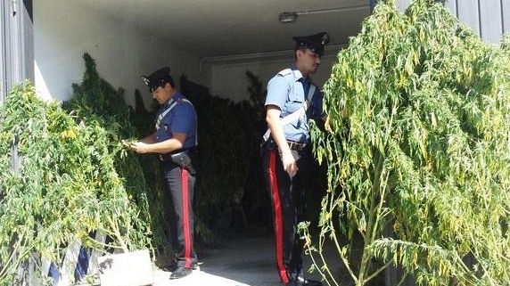 Piantagione di marijuana fai da te: arrestato mentre annaffia l'orto