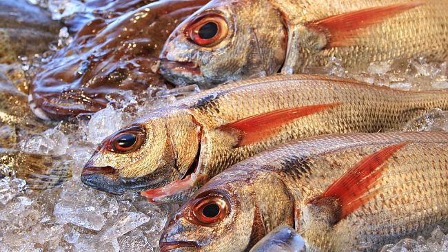 Prato: in un'auto 200 kg di pesce surgelato in scongelamento