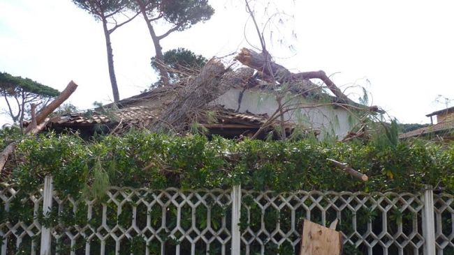 ho-un-albero-a-pochi-centimetri-da-casa