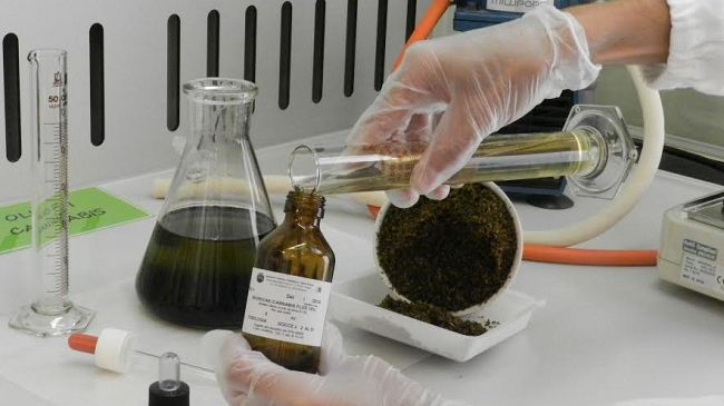 Cannabinoidi anche in estate: materia prima olandese e fiorentina