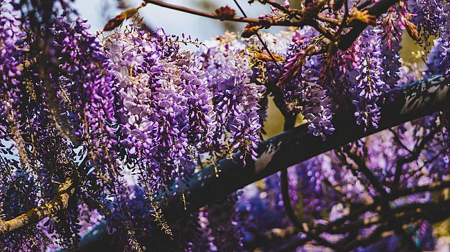 Il glicine di Villa Bardini raggiunge la massima fioritura