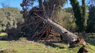 parco-di-san-rossore-ma-cosa-sta-succedendo