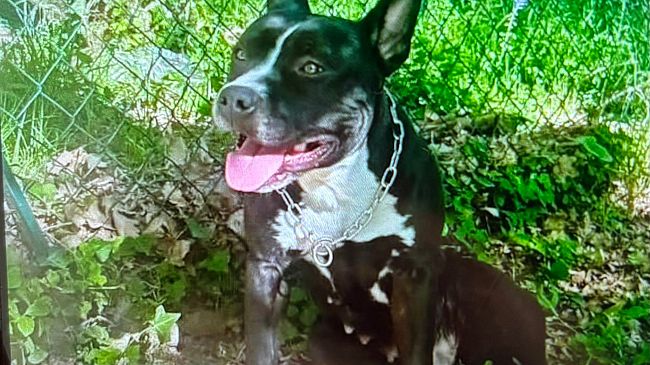 L’accoglienza del Girasole si apre anche agli animali da compagnia