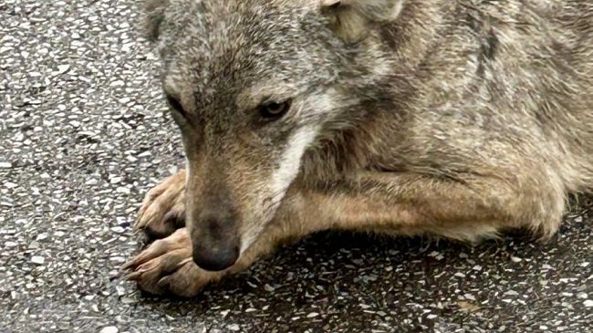 Cucciolo di lupo per strada