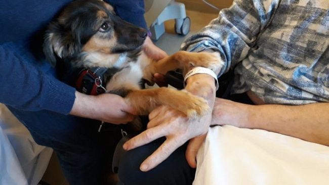 Interventi assistiti con animali per aiutare gli anziani
