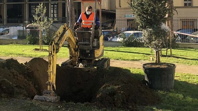 Un cedro di speranza alla scuola Dino Compagni