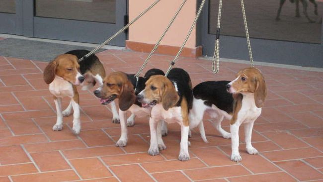 Canile di Ugnano: quattro cuccioli di Green Hill aspettano una famiglia